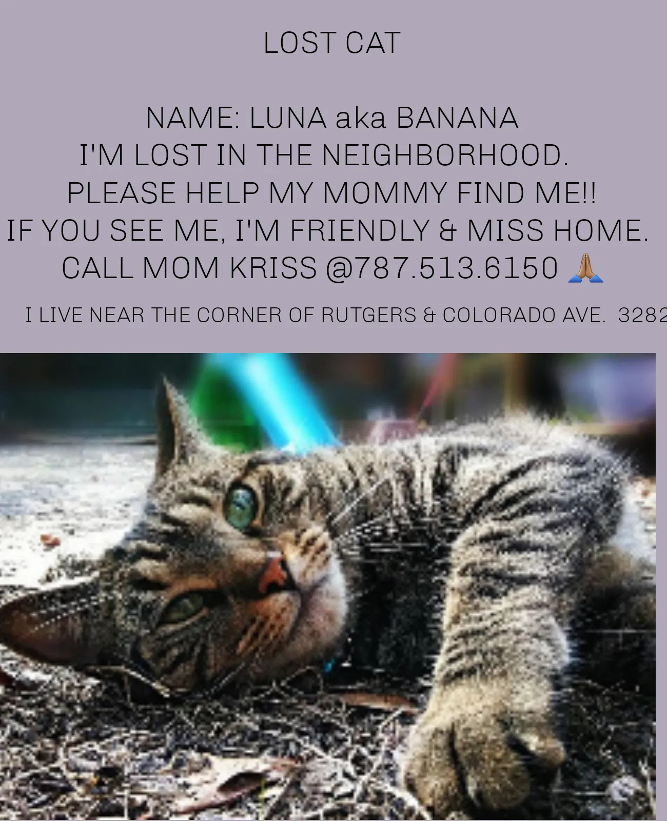 Lost cat in Orlando, FL, 32826