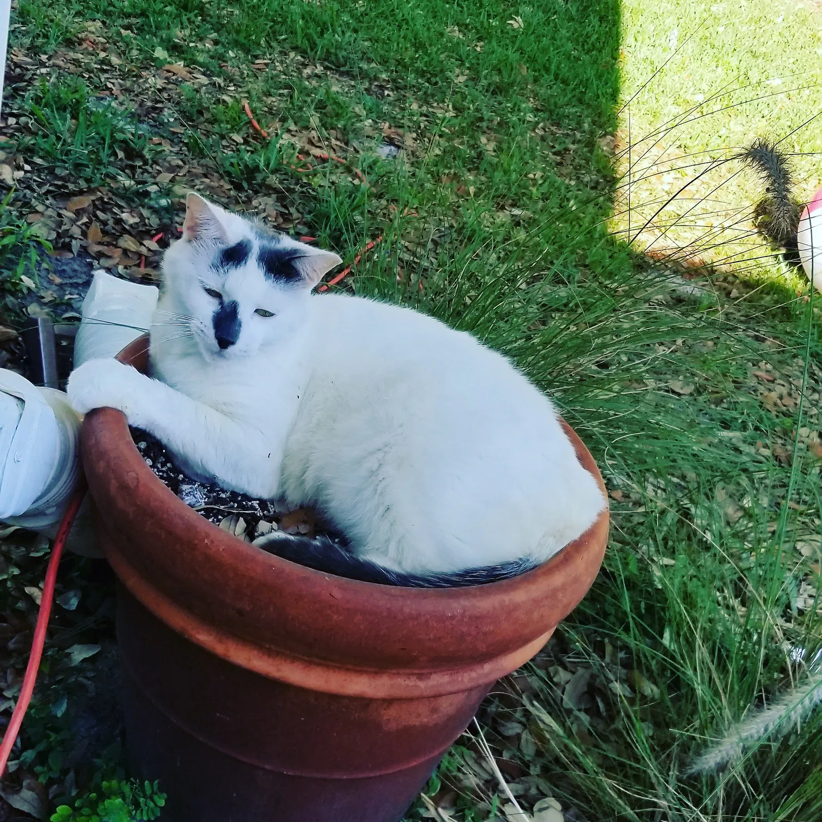 Lost cat in West Palm Beach, FL, 33411