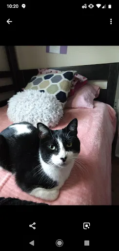 Lost cat in League City, TX, 77573