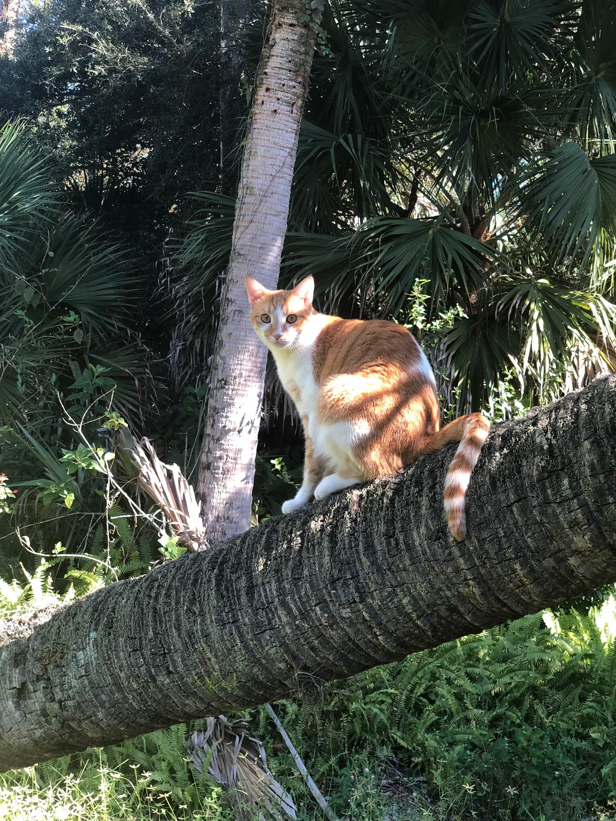 Lost cat in West Palm Beach, FL, 33411