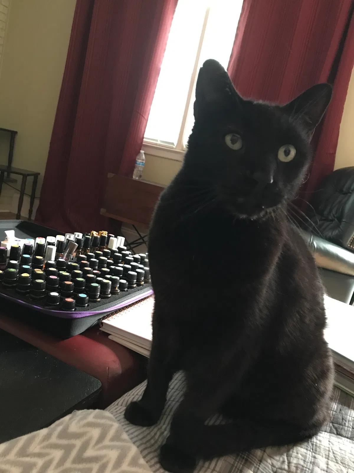 Lost cat in Wilmington, NC, 28409