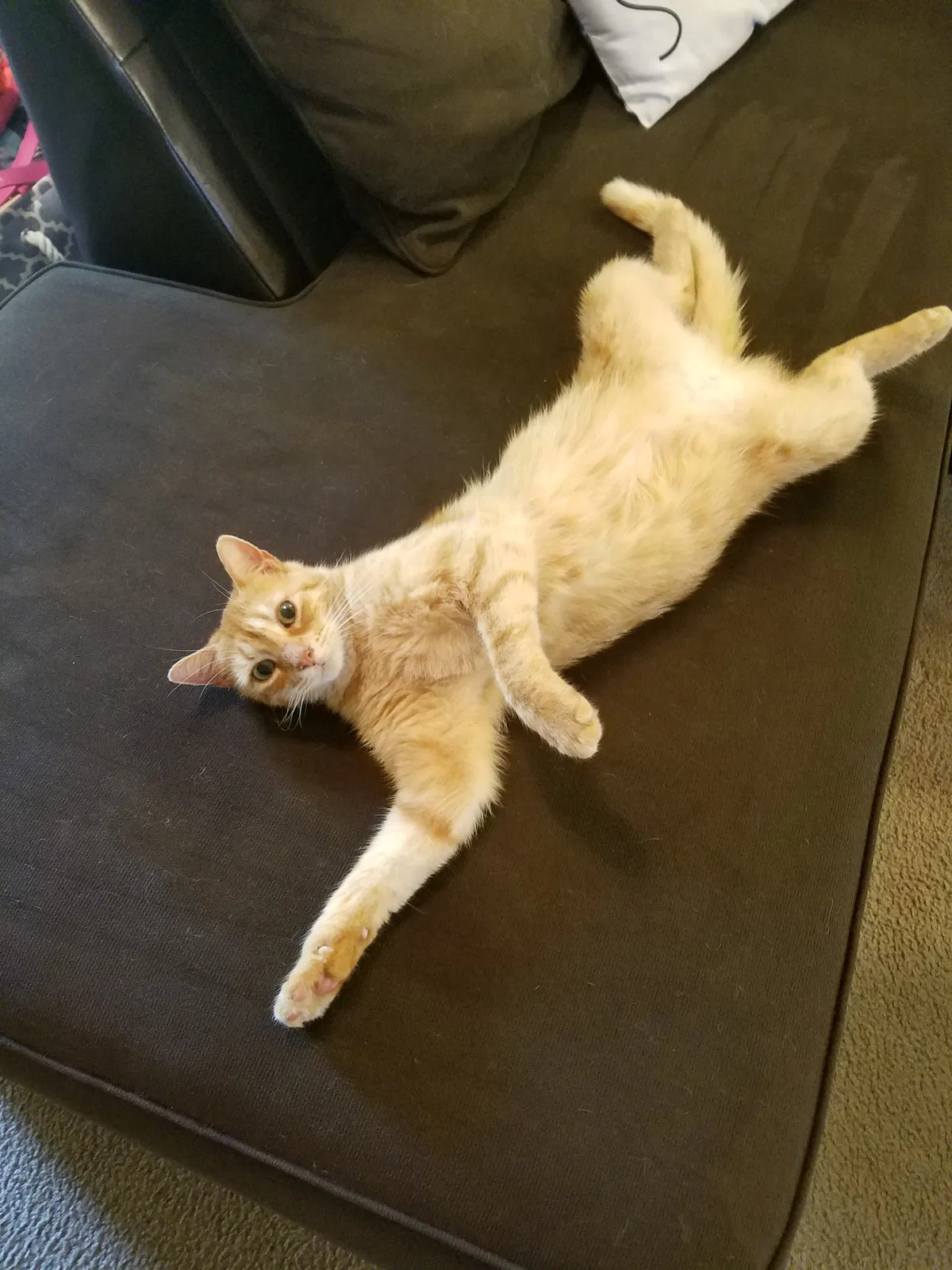 Lost cat in Deltona, FL, 32725