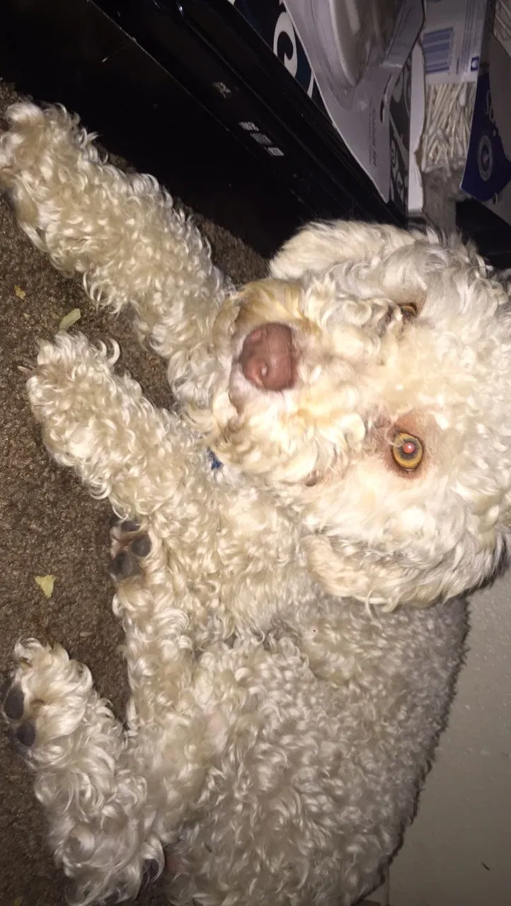 Lost dog in Dacono, CO, 80514