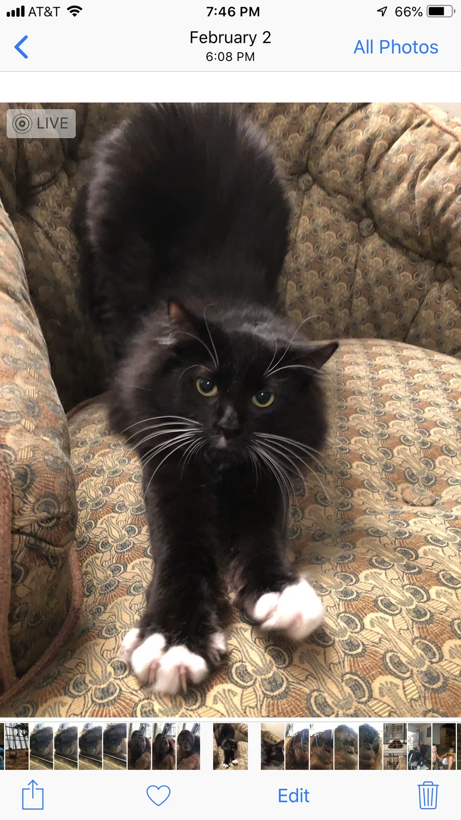 Lost cat in Carmel, IN, 46033