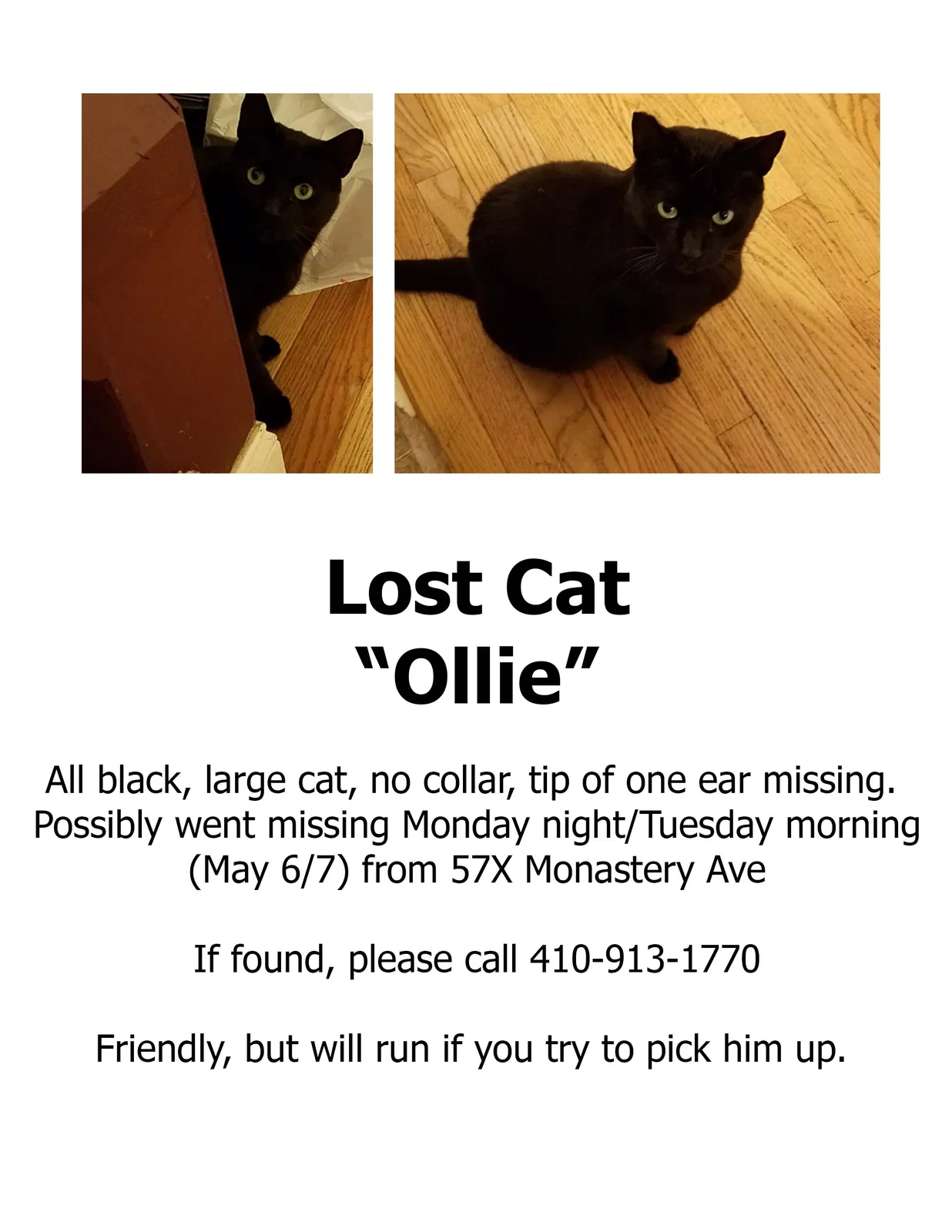 Lost cat in Philadelphia, PA, 19128