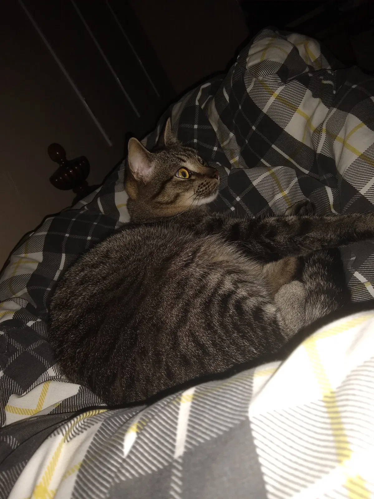 Lost cat in Southampton, PA, 18966