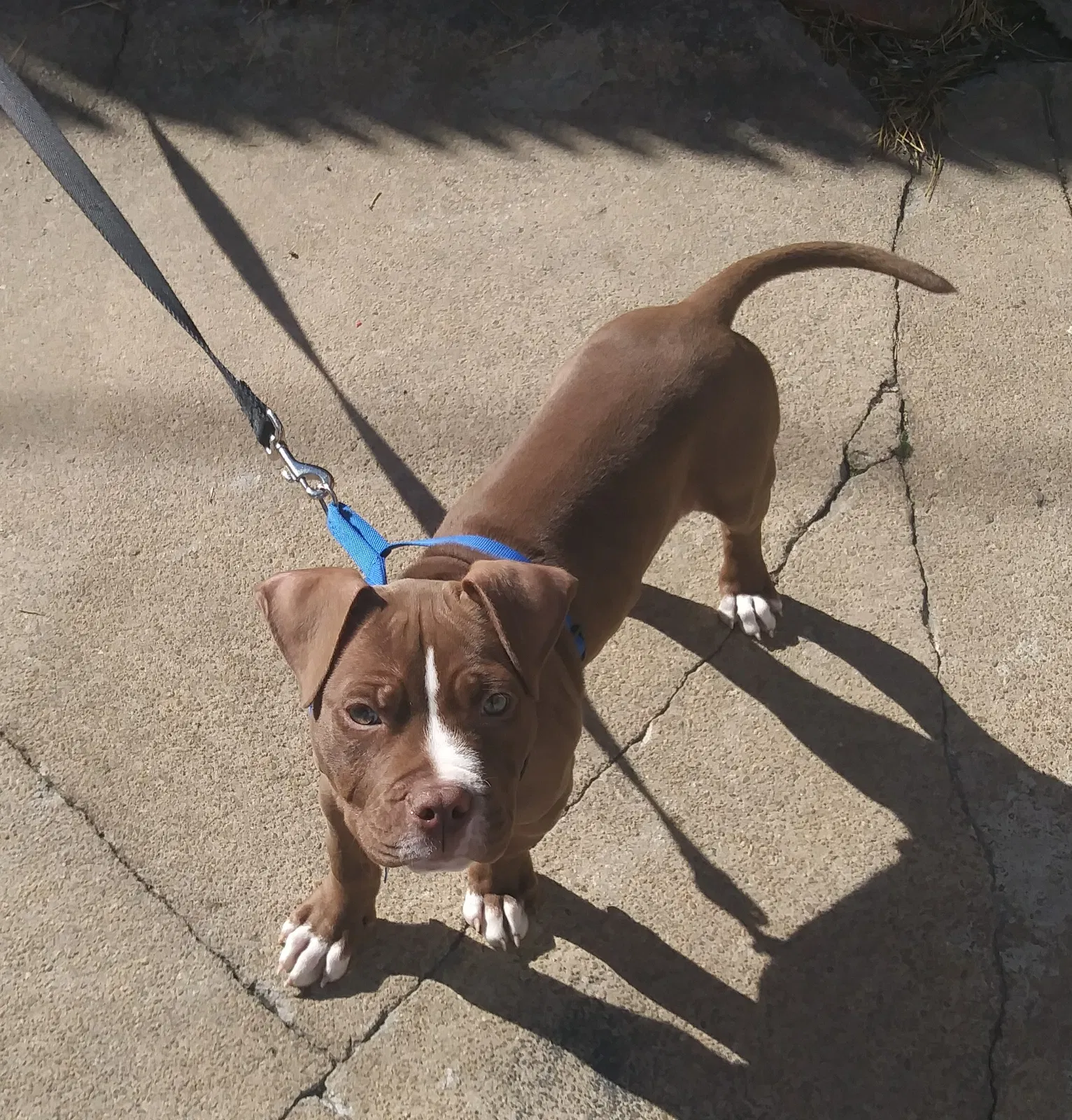 Lost dog in Baltimore, MD, 21205