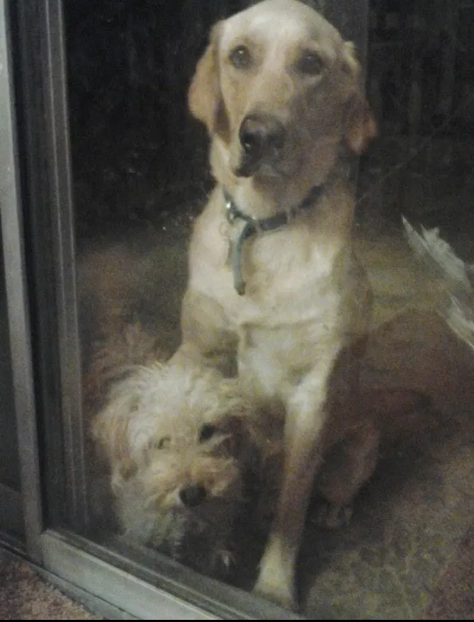 Lost dog in Riverside, CA, 92504