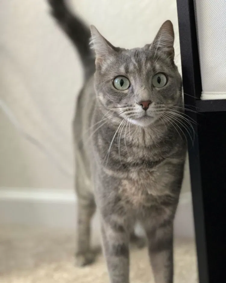 Lost cat in Hollywood, FL, 33021