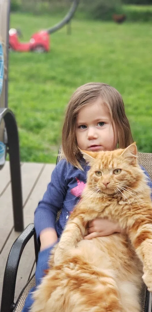 Lost cat in Santa Rosa, CA, 95401