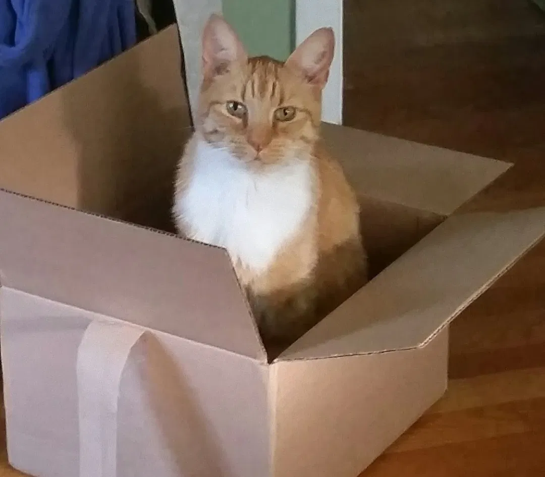 Lost cat in Ruthville, VA, 23147