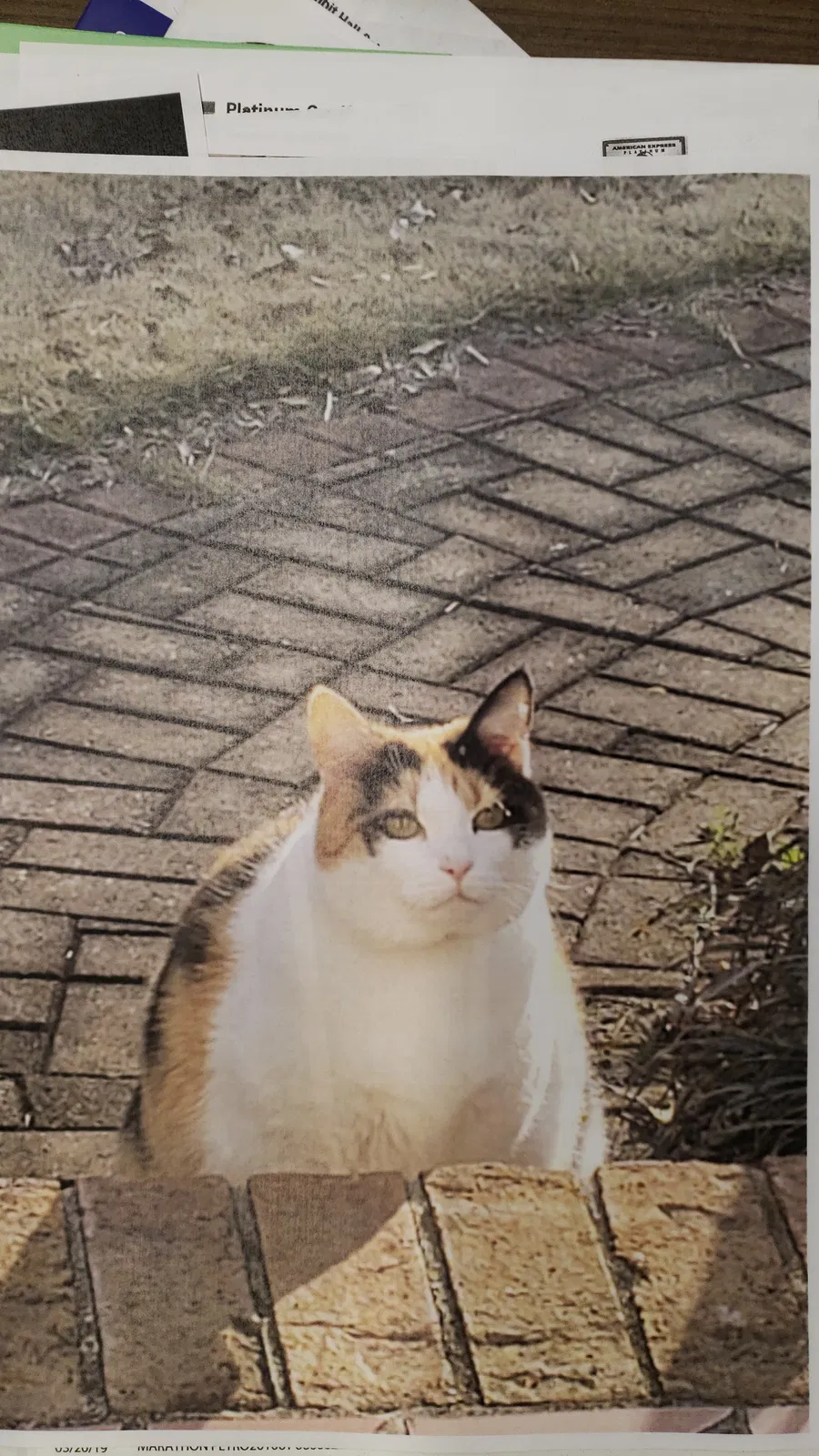Lost cat in Greer, SC, 29650
