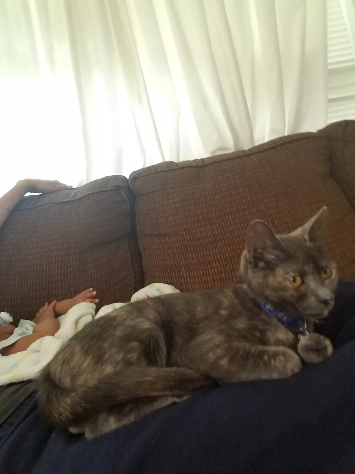 Lost cat in Provo, UT, 84601