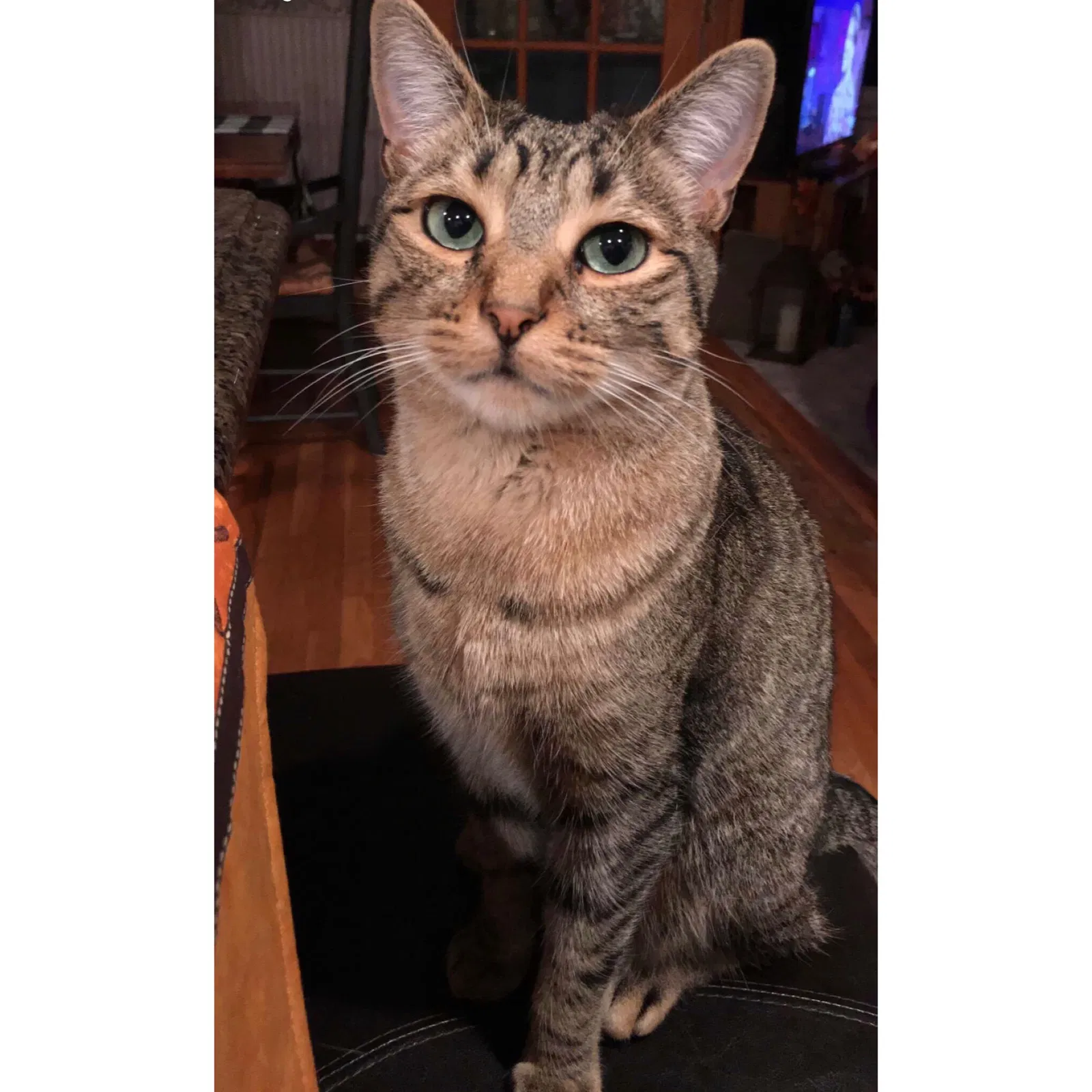 Lost cat in Succasunna, NJ, 7876