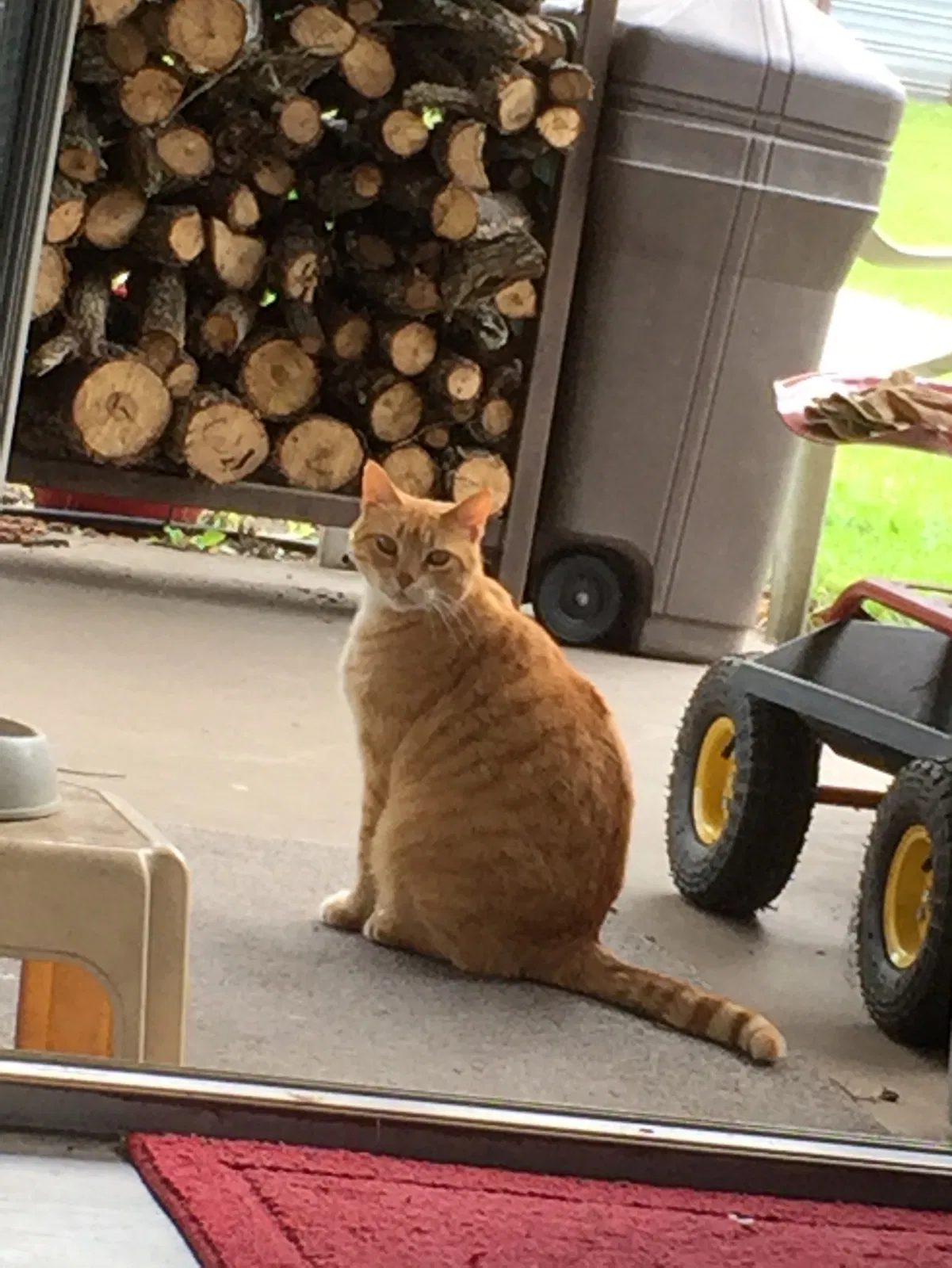 Lost cat in Victoria, TX, 77905