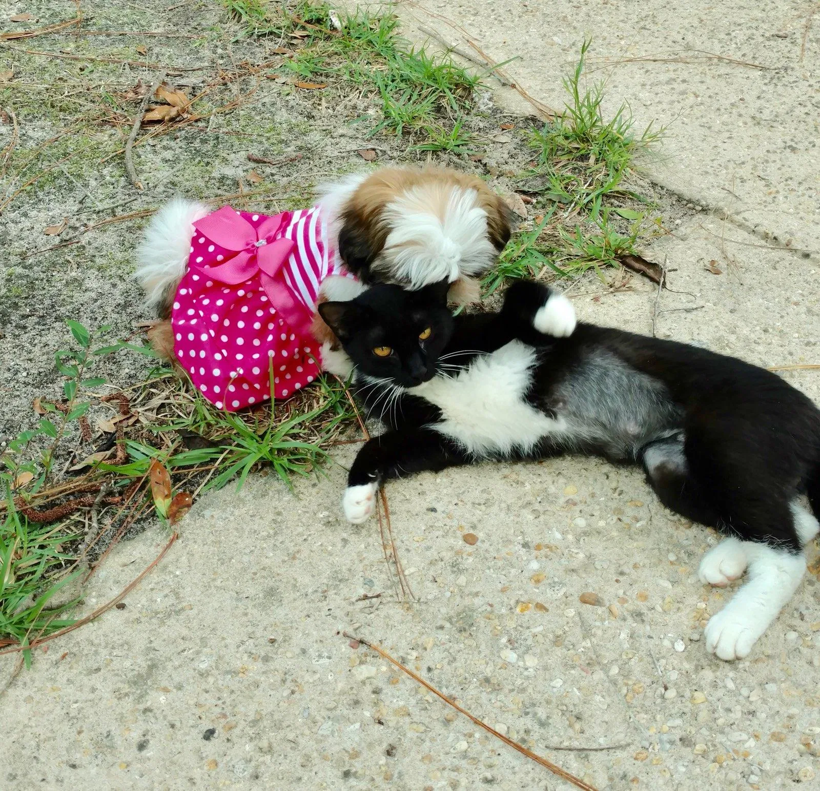 Lost cat in Defuniak Springs, FL, 32433