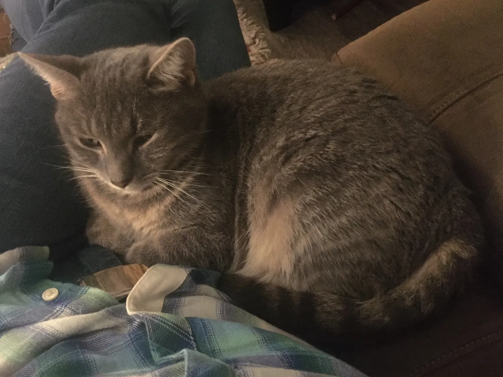 Lost cat in Bellevue, WA, 98006