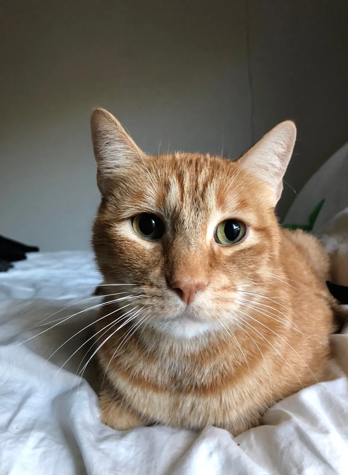 Lost cat in Addison, TX, 75001
