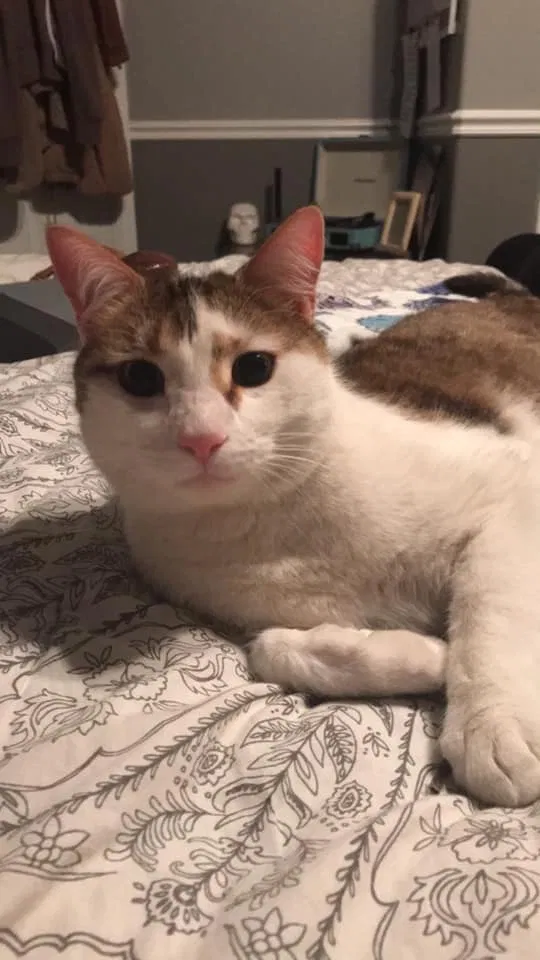 Lost cat in Riverton, UT, 84065