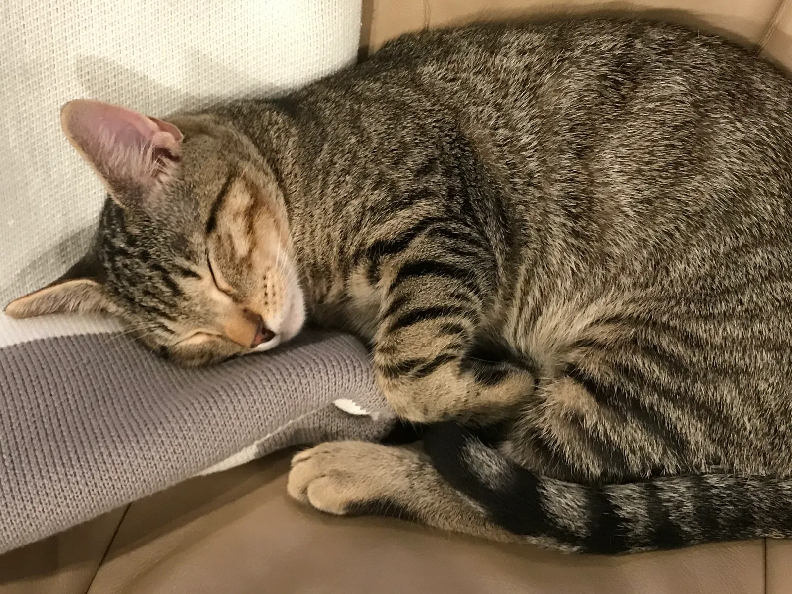 Lost cat in Marlboro, NJ, 7746