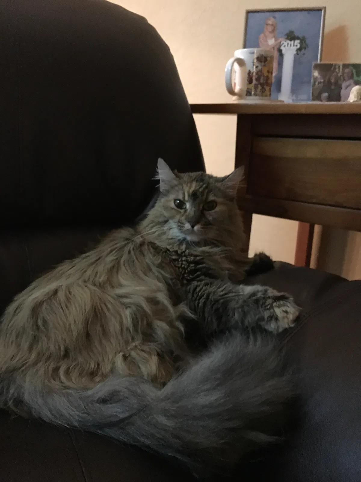 Lost cat in Surprise, AZ, 85379