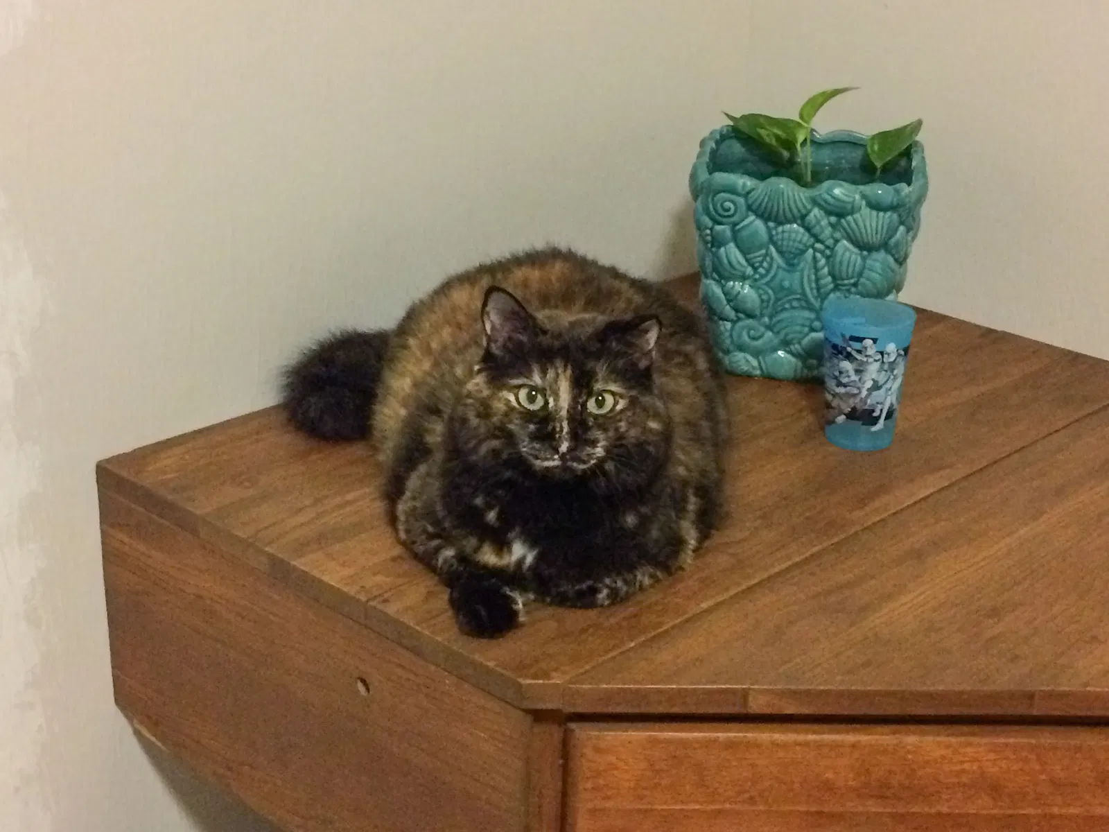 Lost cat in Aiea, HI, 96701