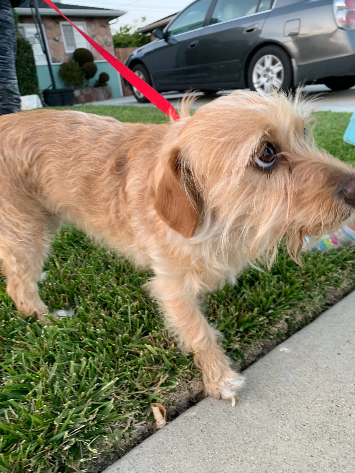 Lost dog in Torrance, CA, 90504