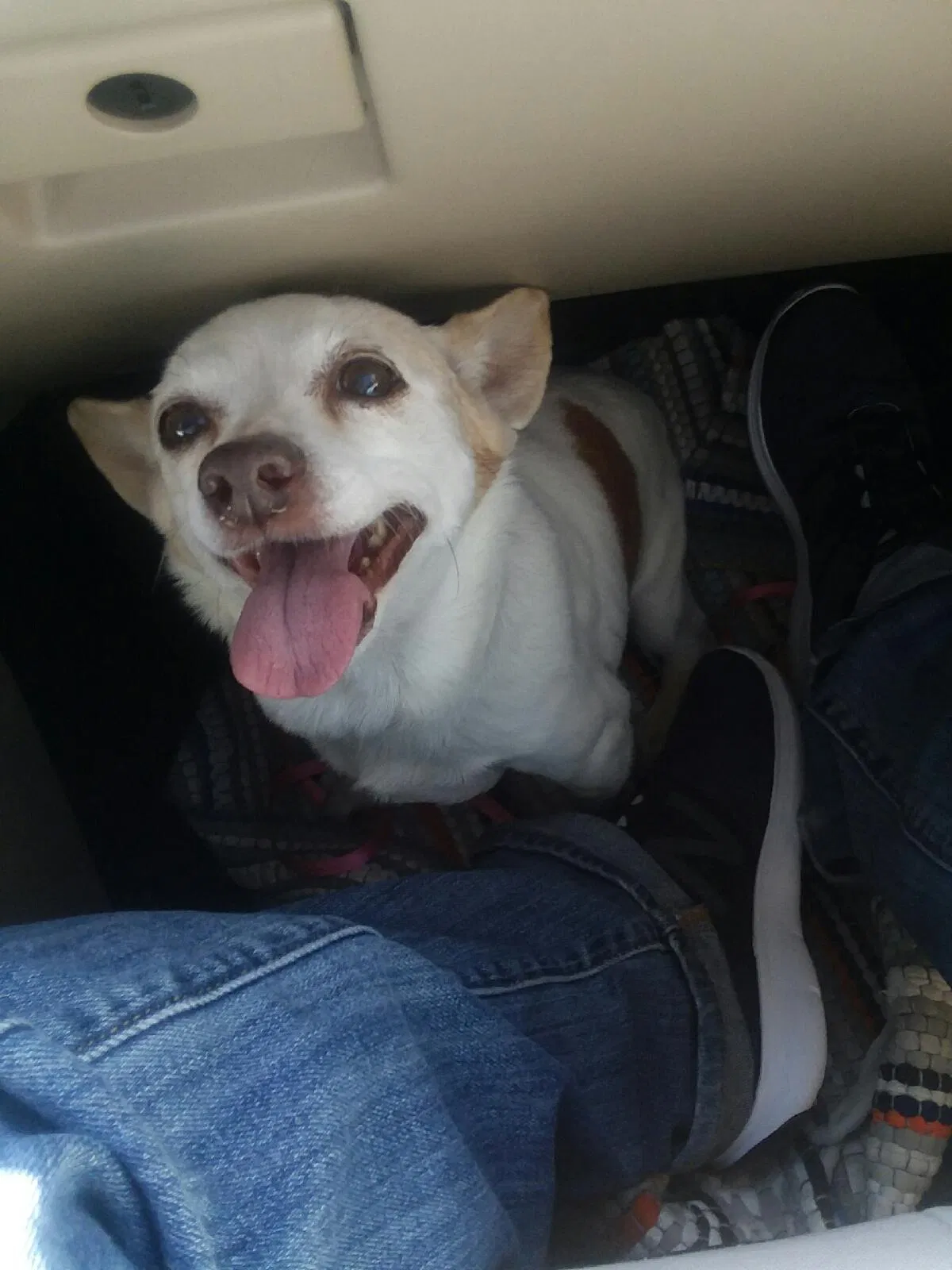 Lost dog in Davenport, FL, 33896