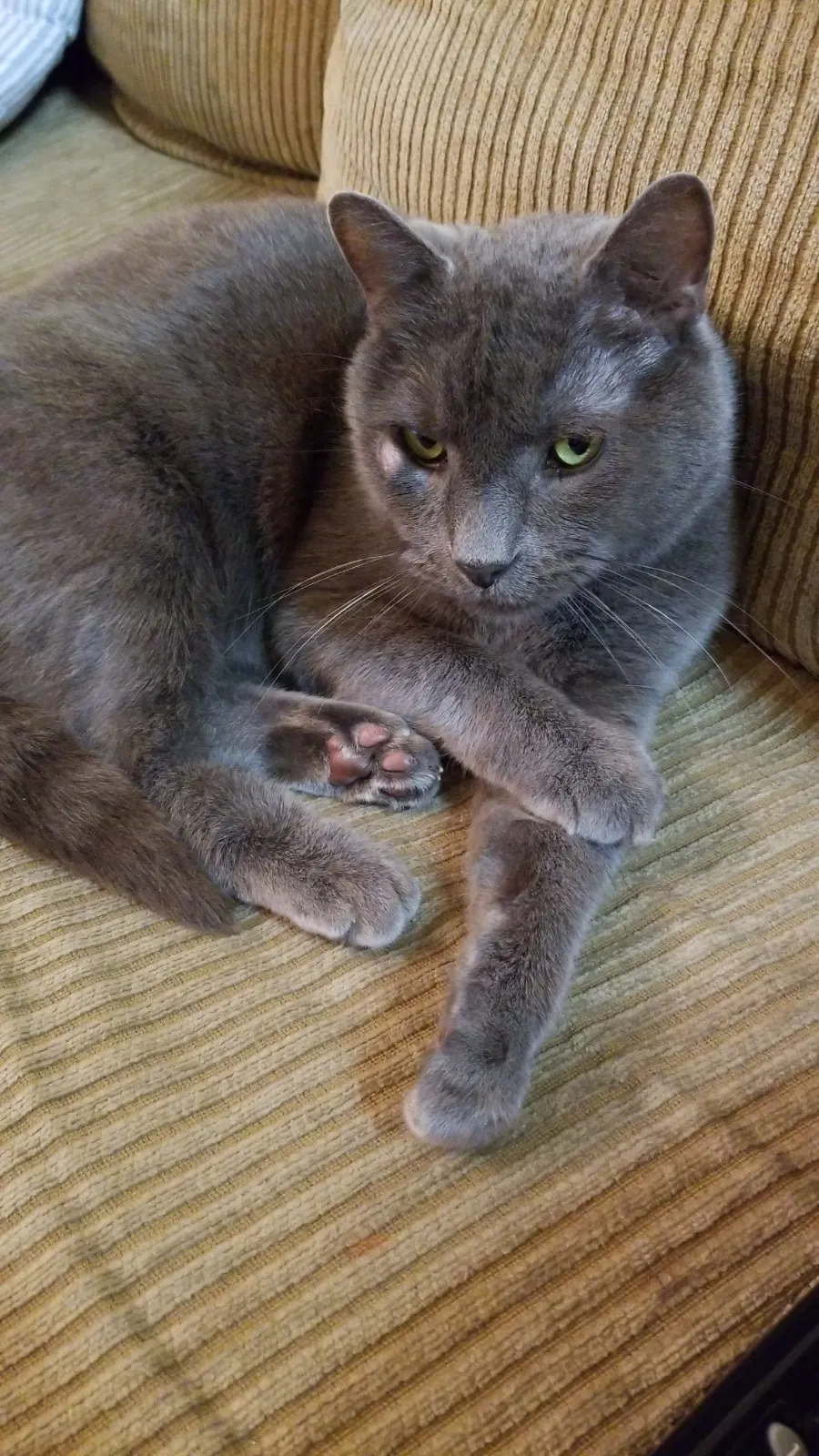 Lost cat in Pearland, TX, 77581