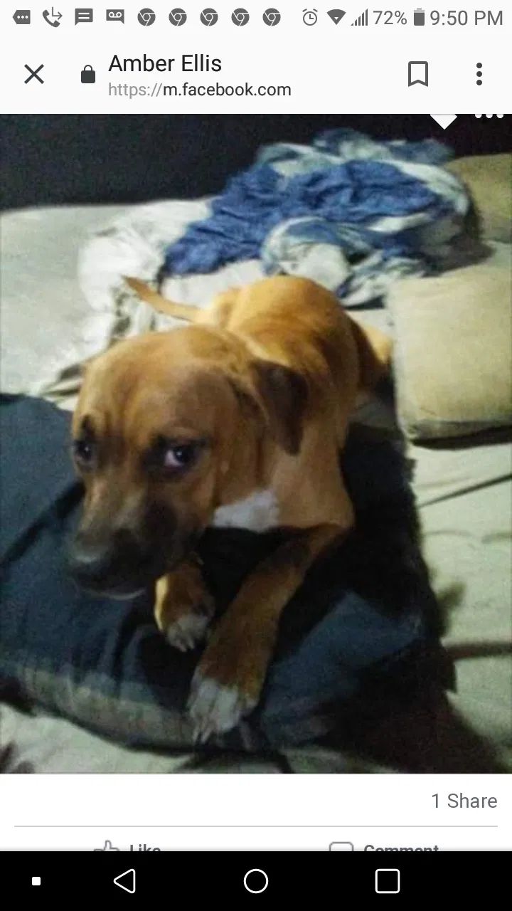 Lost dog in Flint, MI, 48507