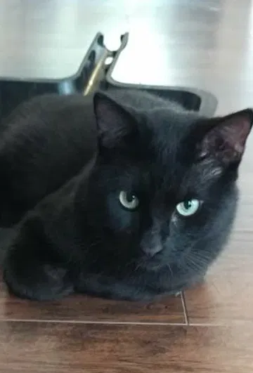 Lost cat in Arlington, TX, 76013