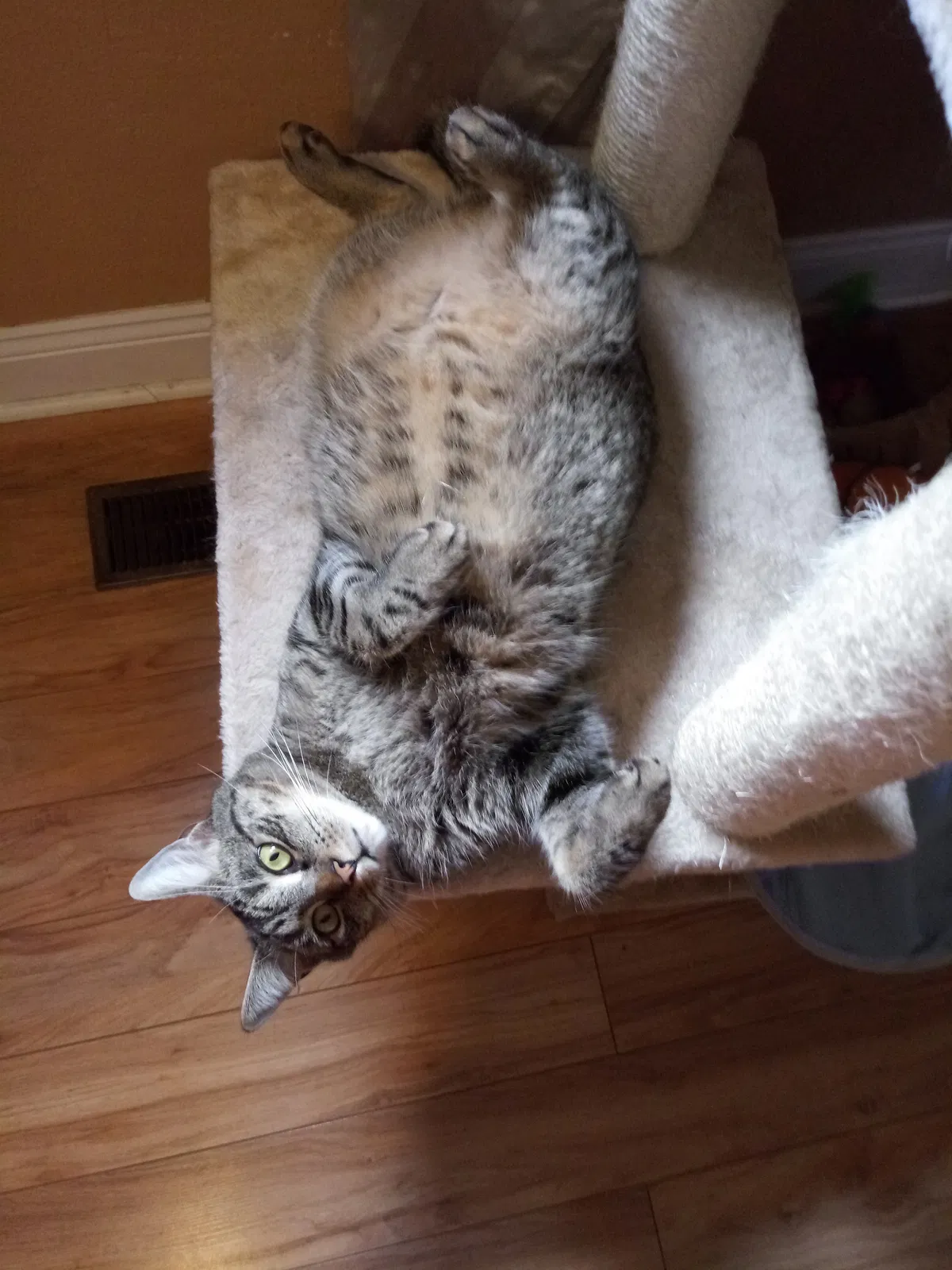 Lost cat in Roanoke, VA, 24019