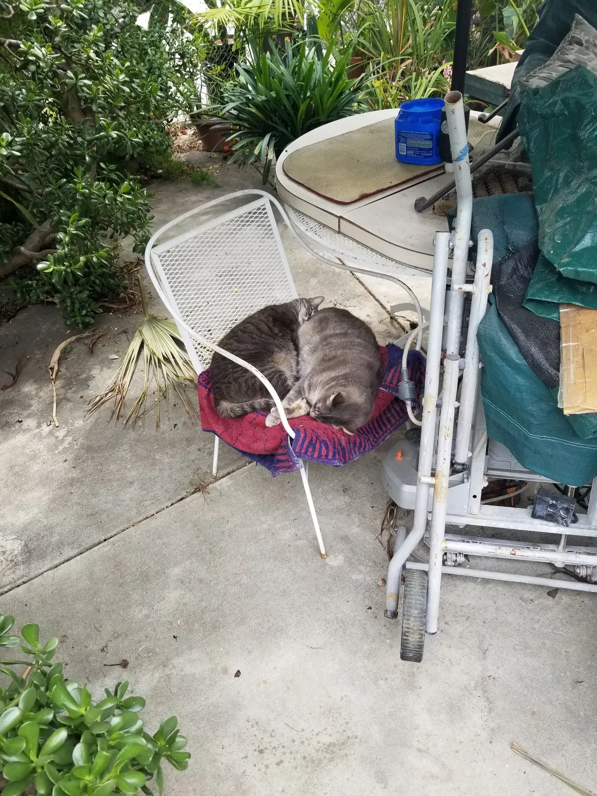 Lost cat in Whittier, CA, 90602