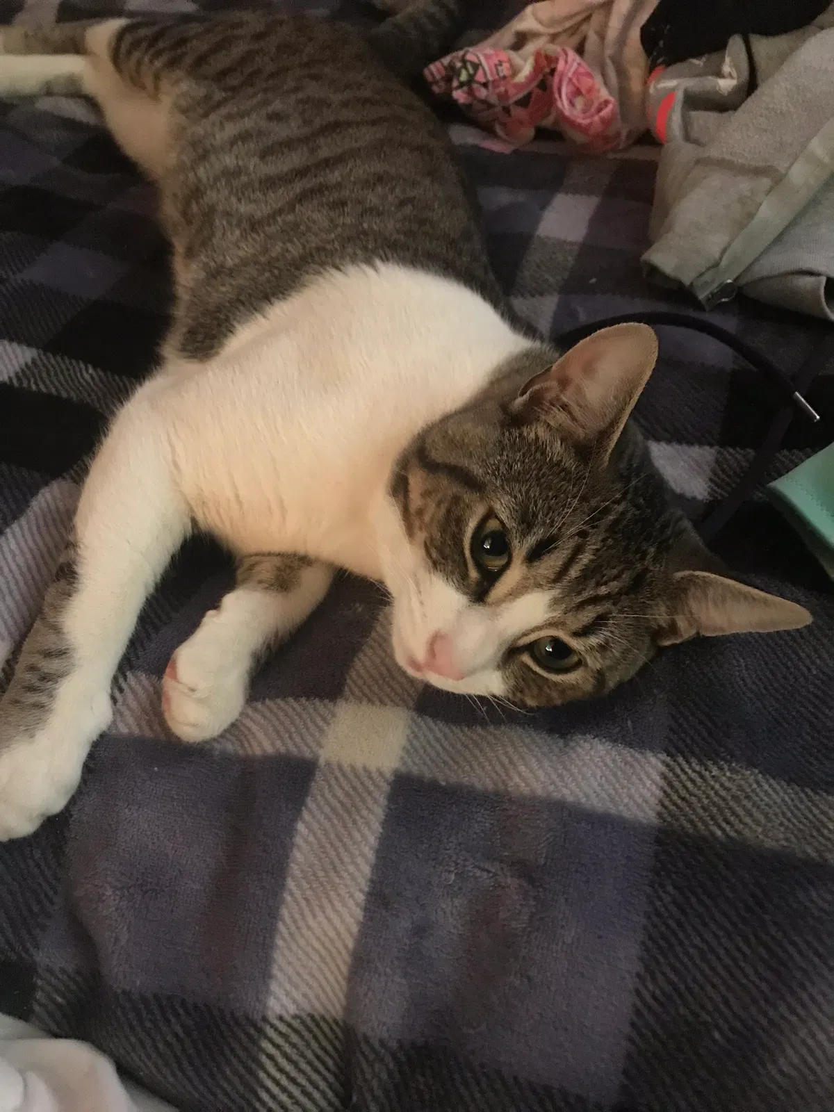 Lost cat in Pasco, WA, 99301