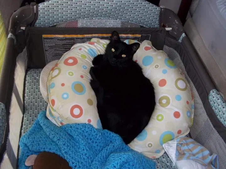 Lost cat in Elverta, CA, 95626