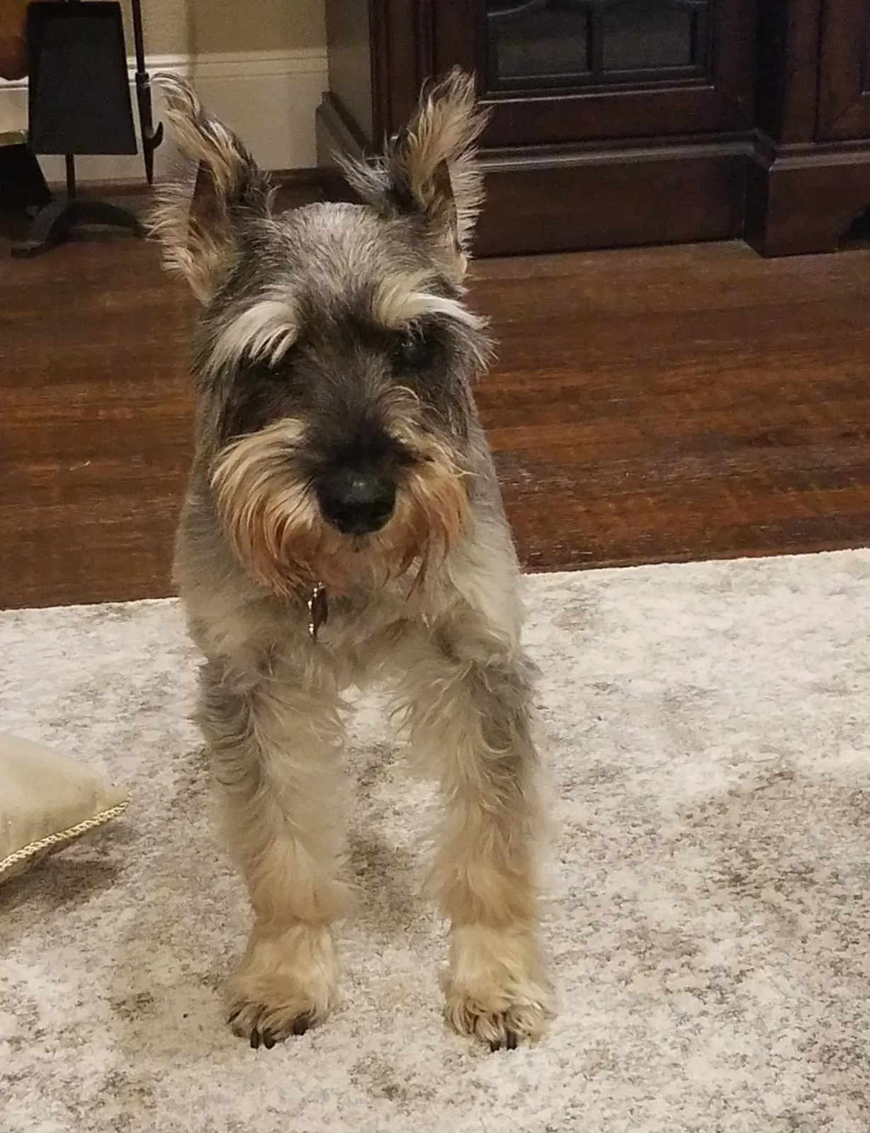 Lost dog in Mckinney, TX, 75071
