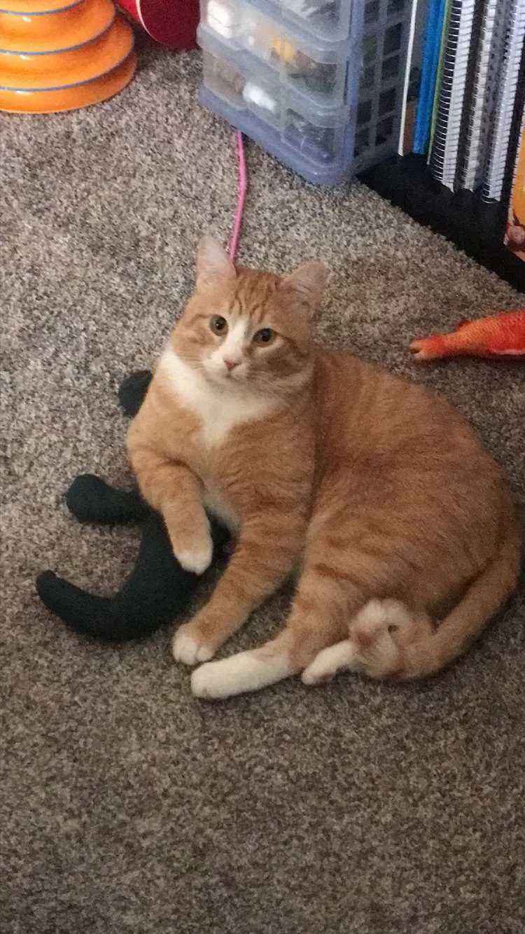 Lost cat in Colorado Springs, CO, 80922