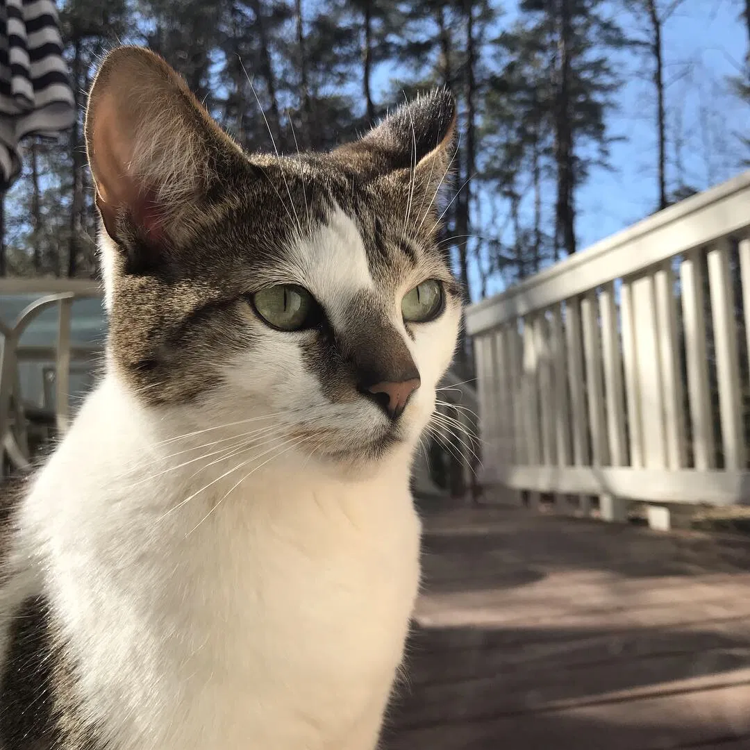 Lost cat in Ruther Glen, VA, 22546