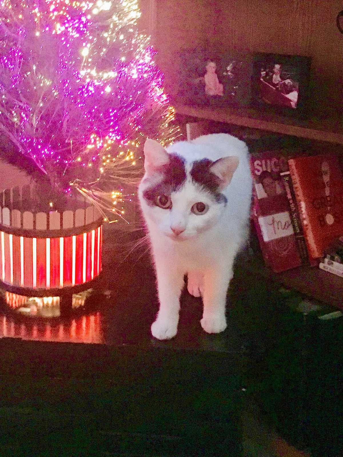 Lost cat in Westerville, OH, 43082