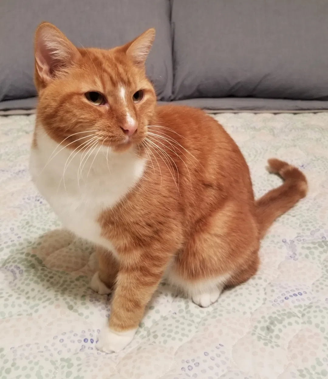 Lost cat in Saint Johns, FL, 32259