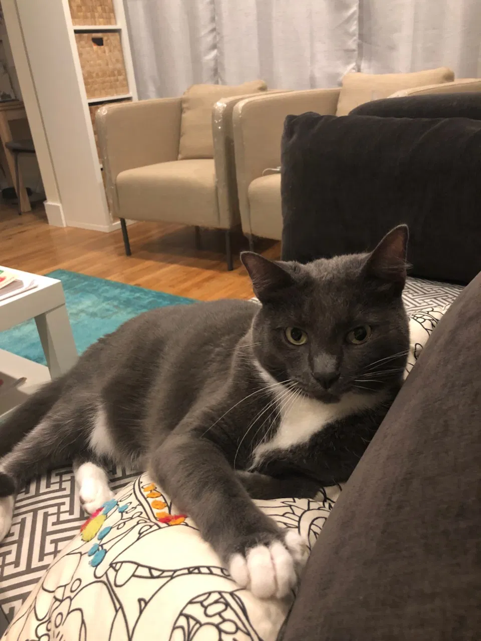 Lost cat in Orlando, FL, 32817