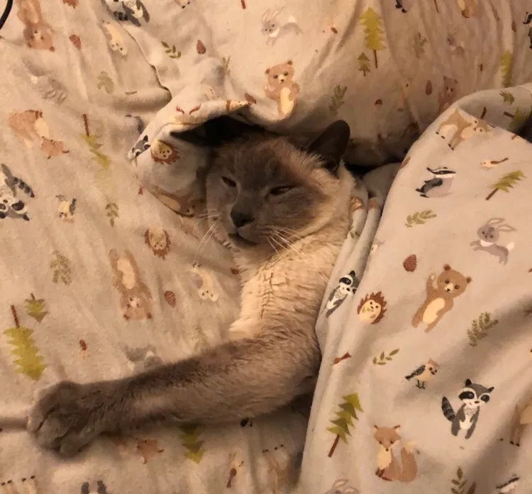 Lost cat in San Bernardino, CA, 92405