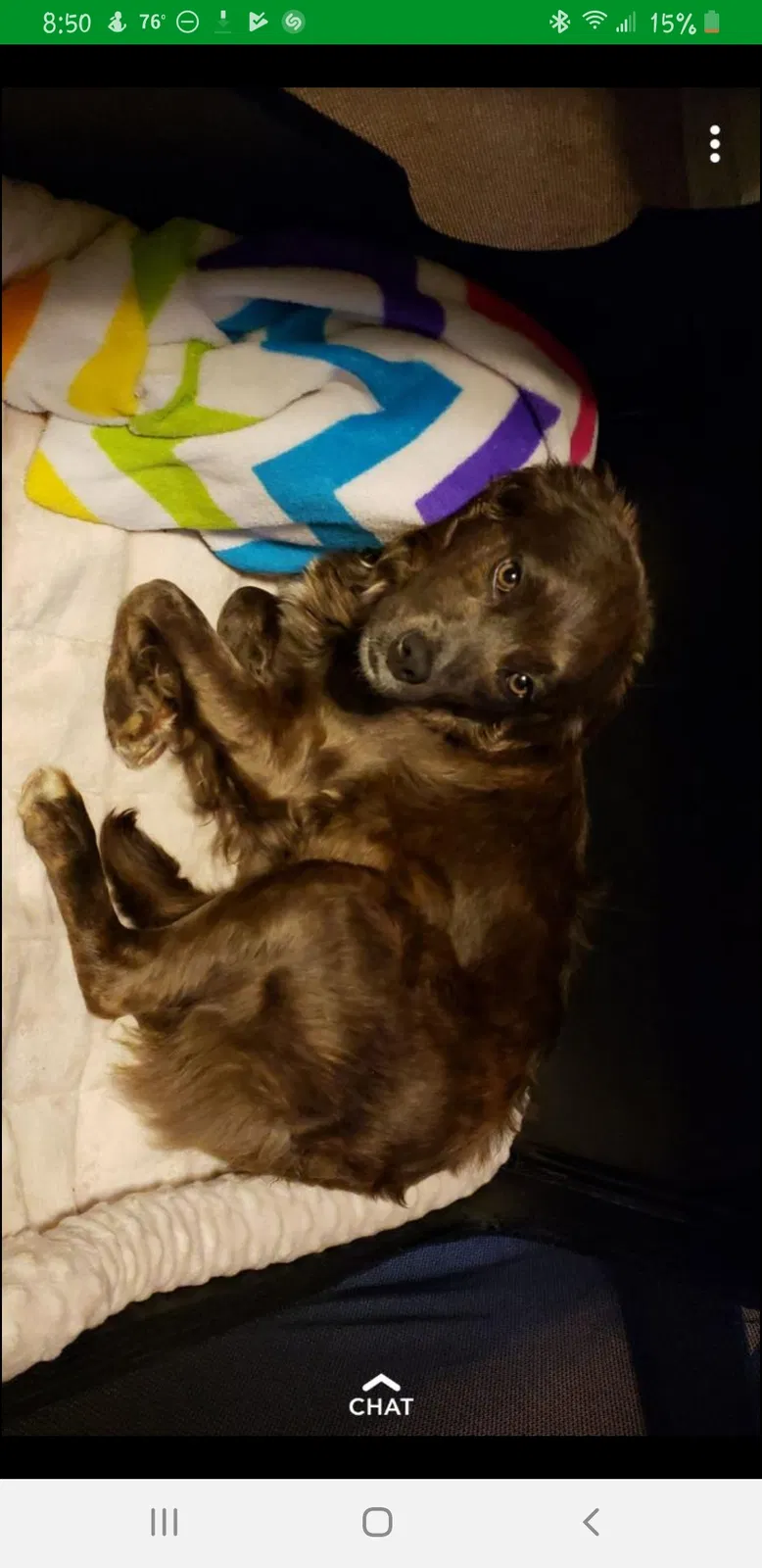 Lost dog in Washington, DC, 20002