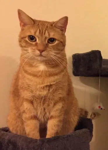 Lost cat in Everett, WA, 98204