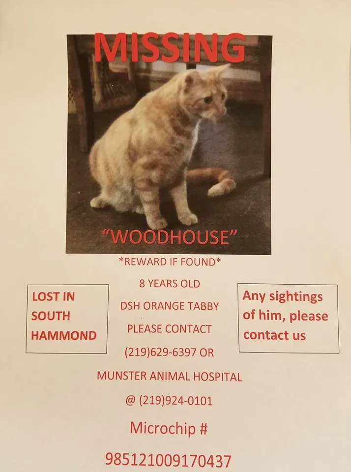 Lost cat in Hammond, IN, 46324