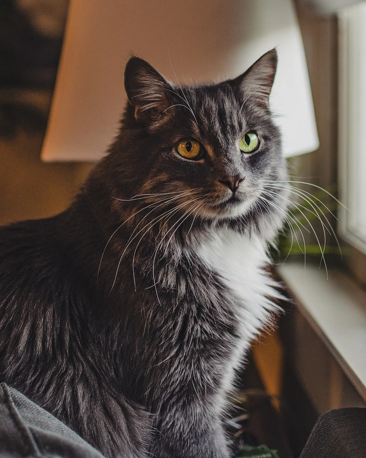 Lost cat in Fresno, CA, 93721