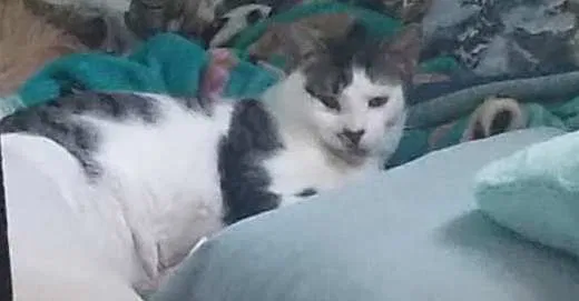 Lost cat in Summerville, SC, 29483