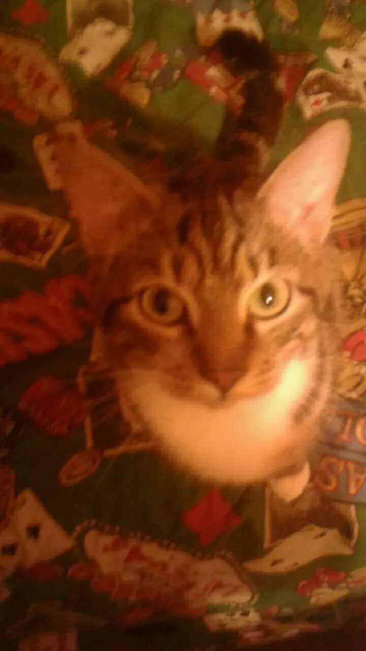 Lost cat in Goose Creek, SC, 29445