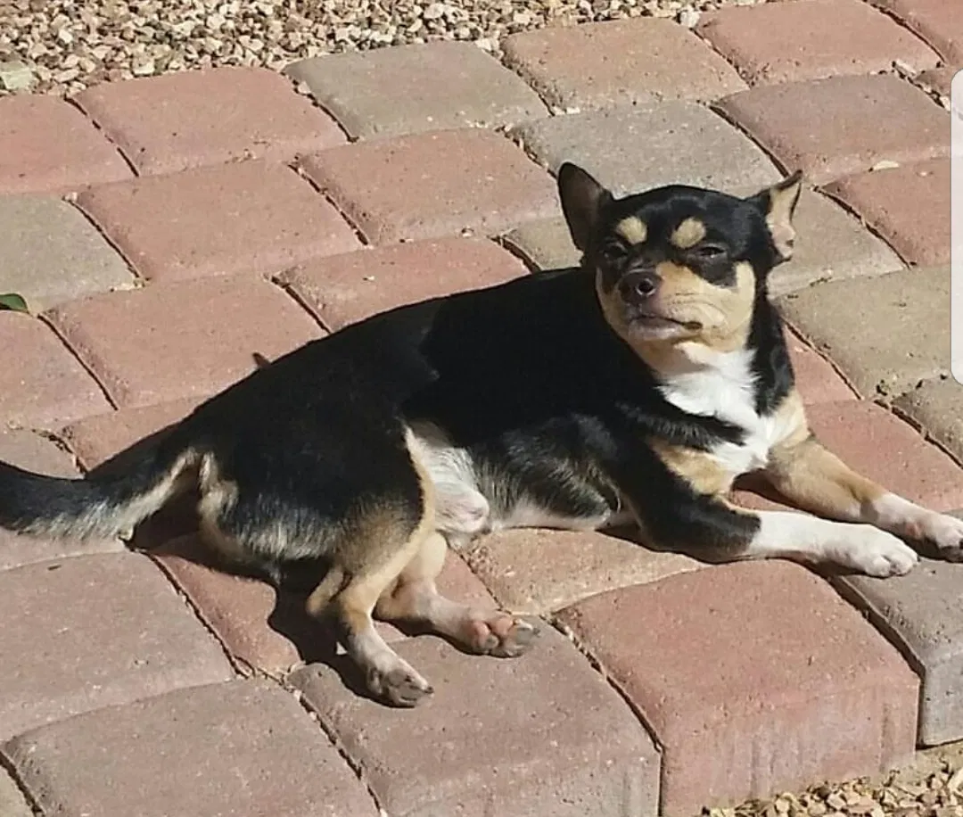 Lost dog in El Mirage, AZ, 85335
