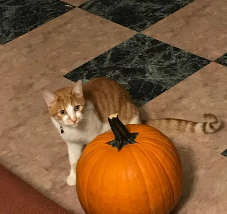 Lost cat in Riverside, CA, 92504